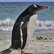 Gentoo Penguins Falkland Islands #17 Poster