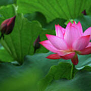 Blossoming Lotus Flower Closeup #18 Poster