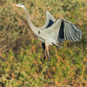 Great Blue Heron #18 Poster