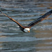 Bald Eagle #19 Poster