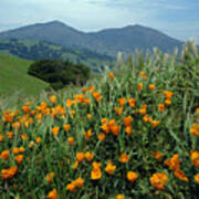 1a6493 Mt. Diablo And Poppies Poster