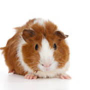 Abyssinian Guinea Pig #2 Poster