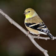 American Goldfinch #2 Poster