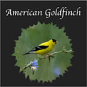 American Goldfinch Poster