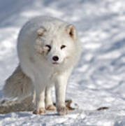 Arctic Fox... #1 Poster