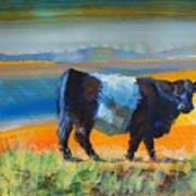 Belted Galloway Cow On Beach Poster