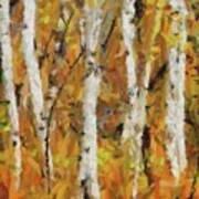 Birch Trees In Autumn #4 Poster