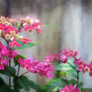 Bleeding Heart Flowers Clerodendrum Painted  #2 Poster