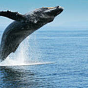 Breaching Humpback Whales Happy-1 Poster