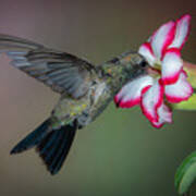 Broad-billed Hummingbird #3 Poster