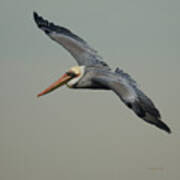 Brown Pelican #2 Poster