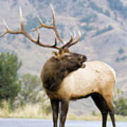 Bull Elk Poster