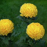 Chrysanthemum 'derek Bircumshaw' Poster