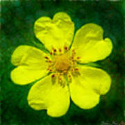 Cinquefoil Wildflower #2 Poster