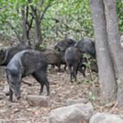 Collared Peccary #2 Poster