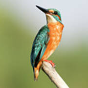 Common Kingfisher Alcedo Atthis #2 Poster