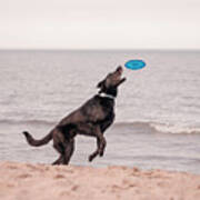 Dog With Frisbee #2 Poster