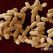 Escherichia Coli O26 #2 Poster