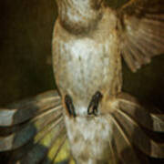 Female Ruby-throated Hummingbird #2 Poster