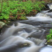 Forest Stream In Spring #2 Poster