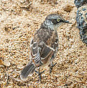 Galapagos Mockingbird In Santa Cruz Island. #2 Poster