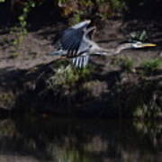 Great Blue Heron #3 Poster