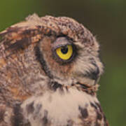 Great Horned Owl #2 Poster