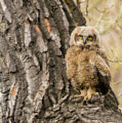 Great Horned Owlet  #2 Poster