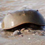 Horseshoe Crab - Limulus Polyphemus #2 Poster