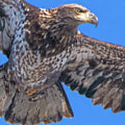 Immature Eagle In Flight #3 Poster