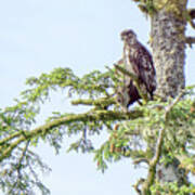Juveniel And Adult Bald Eagle On Top Of A Tree #2 Poster