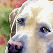 Labrador Retriever #1 Poster