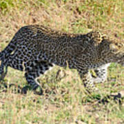 Leopard Stalking #2 Poster
