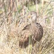 Limpkin #2 Poster