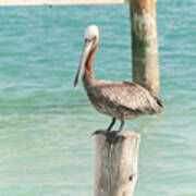 Pelican At Isla Mujeres #2 Poster
