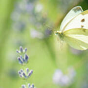 Pieris Brassicae, The Large White, Also Called Cabbage Butterfly #2 Poster