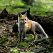 Red Fox Kit In The Woods #2 Poster