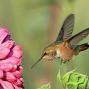 Rufous Hummingbird #2 Poster