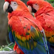 Scarlet Macaw #2 Poster