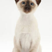 Siamese Kitten #2 Poster