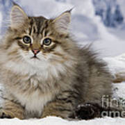 Siberian Cat #2 Poster