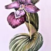 Slipper Foot Orchid #2 Poster