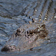 Swimming Alligator #2 Poster