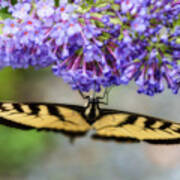 Tiger Swallowtail Feeding On Flower Poster