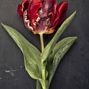 Tulip #2 Poster