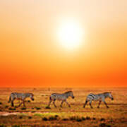 Zebras Herd On African Savanna At Sunset. #2 Poster