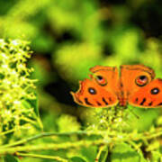 Butterfly And Flower Closeup #20 Poster