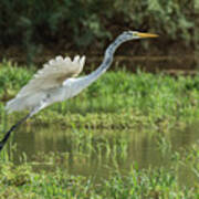 Great Egret #21 Poster