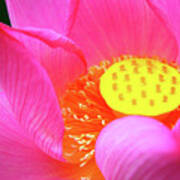 Blossoming Lotus Flower Closeup #23 Poster