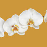 Moth Orchid Nursery Poster